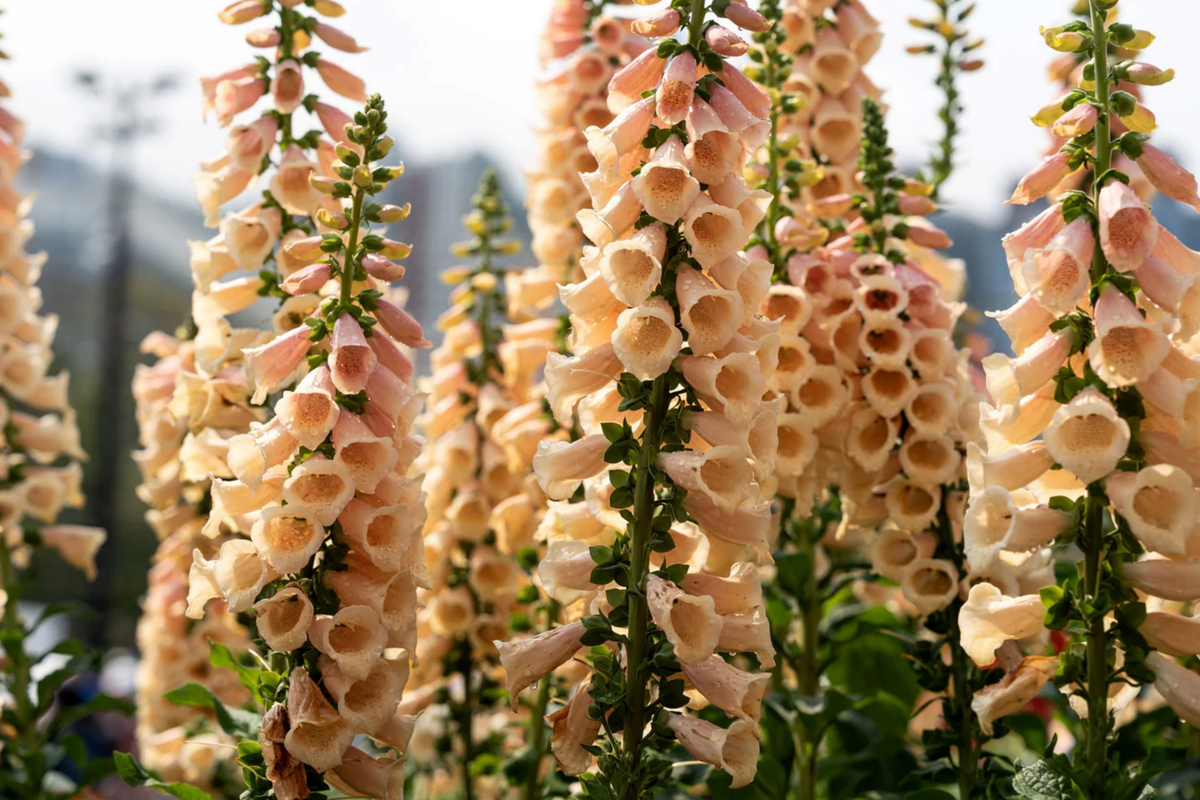 Apricot Beauty Foxglove Seeds - Digitalis purpurea 'Apricot Beauty' Non-GMO Flower Seeds, Perennial, Vibrant Blooms, Free Shipping
