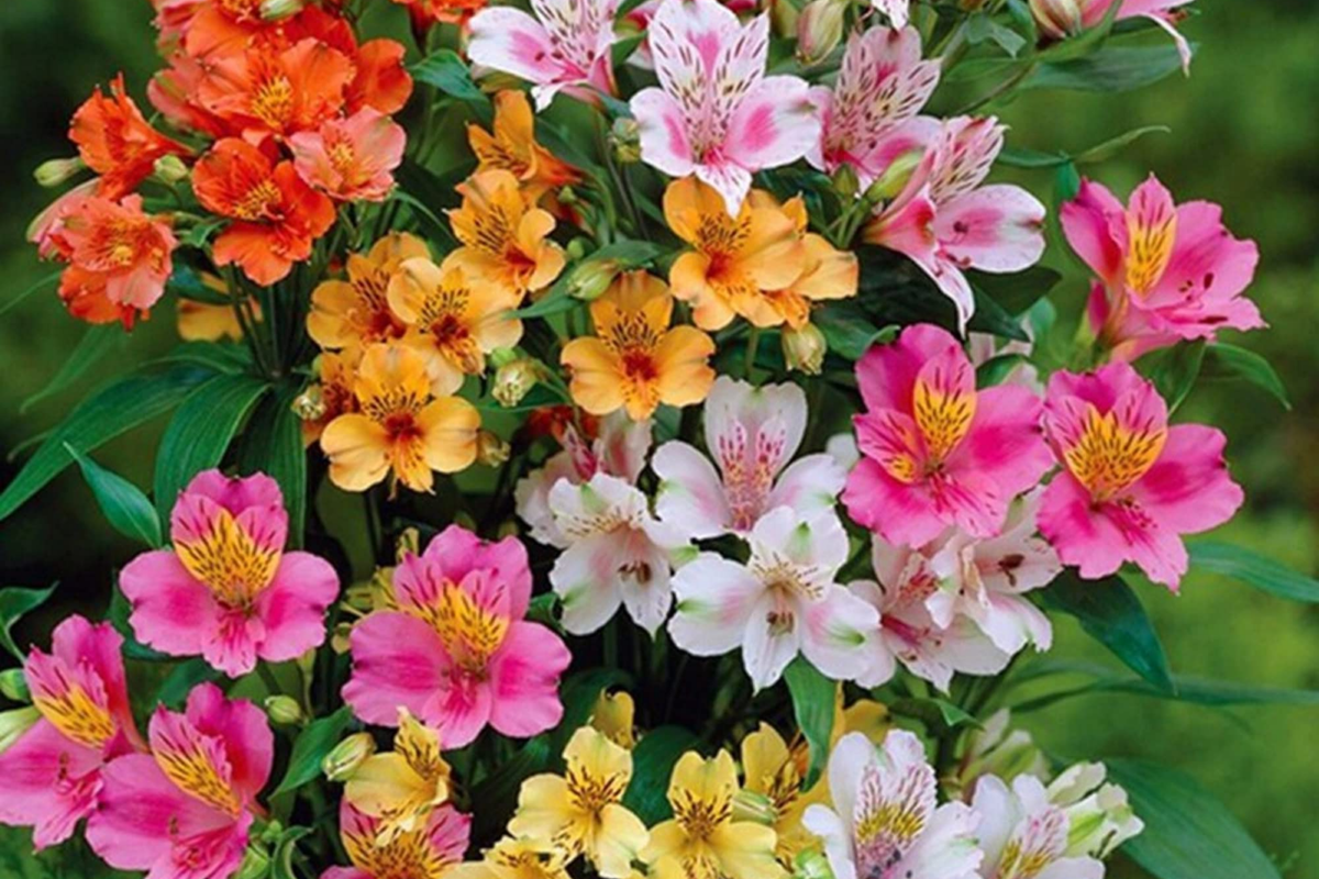 Alstroemeria Seeds – Mixed Perennial Flowers for Garden, Cut Flowers, Pollinator Attractant – Alstroemeria spp.