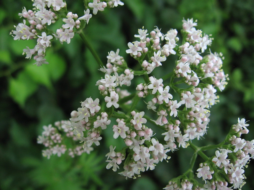 Live Valerian Plant – Valeriana officinalis Perennial Herb Starter