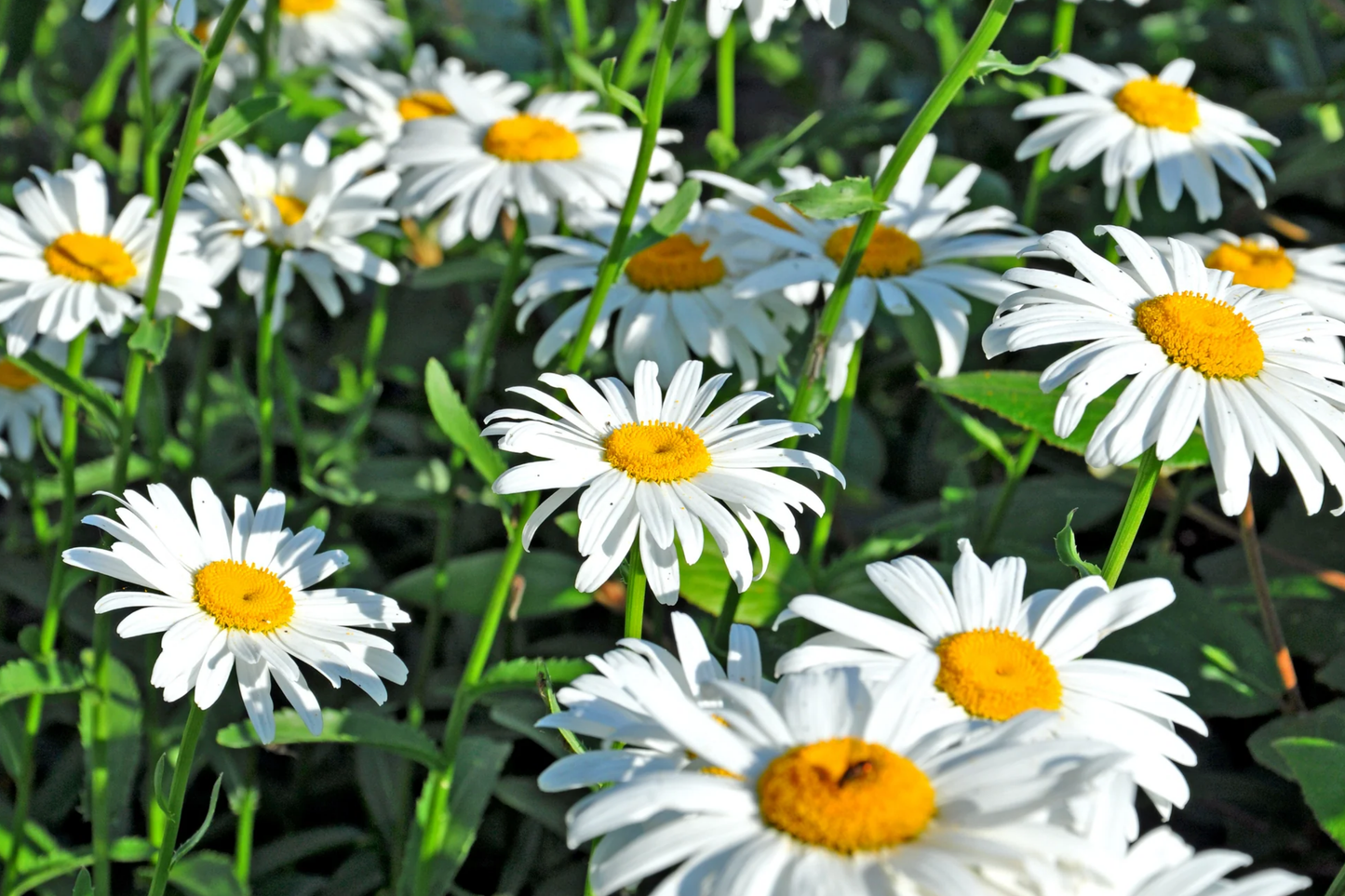 Shasta Daisy Seeds | Heirloom Non-GMO Flower Seeds | Leucanthemum superbum | Perennial Garden Flowers, Easy to Grow, White Blooms