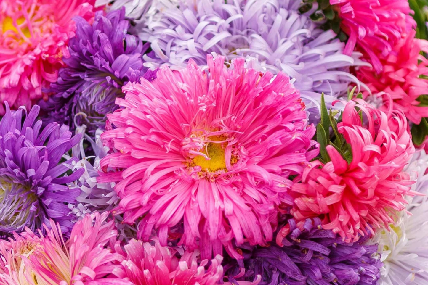 California Aster Seeds | Non-GMO Giants of California Variety | Purple & Blue Flowers | Aster chilensis Seed Packet