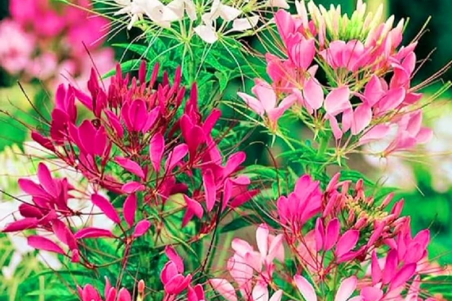 Mixed Colors Cleome Seeds - Non-GMO Flower Seeds for Garden, Cleome hassleriana, Annual, Vibrant Blooms, Easy to Grow