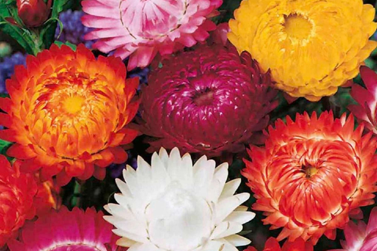 Swiss Giant Mix Strawflower Seeds - Non-GMO Helichrysum bracteatum for Vibrant Garden Blooms