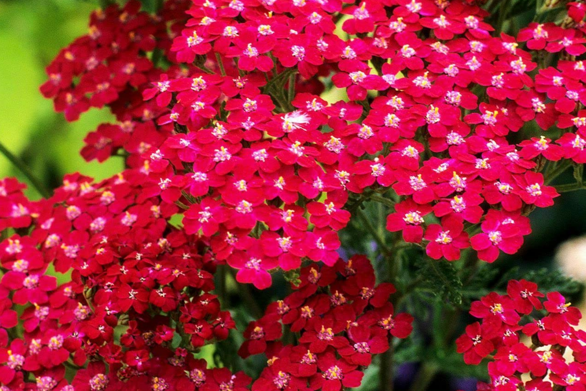 Red Yarrow Seeds 500-10,000 Non-GMO Achillea millefolium Perennial Wildflower Garden Plant