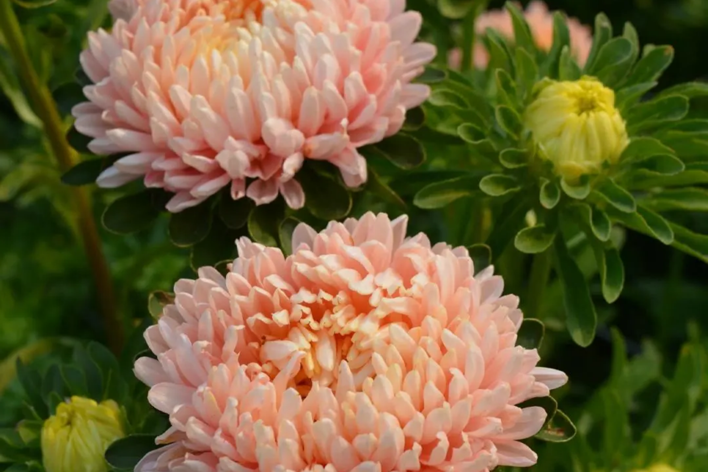 Peony Seeds Duchess Apricot Flower Seeds for Garden Planting, Paeonia, Perennial, Vibrant Blooms, Free Shipping