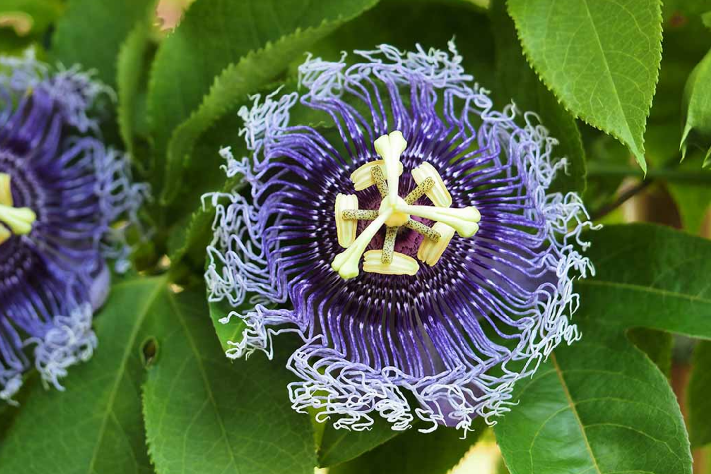 Purple Passion Fruit Flower Seeds - Granadilla Vine Passiflora edulis - Edible Passion Fruit Garden Plant, Climbing Vine, Tropical Flower Seeds