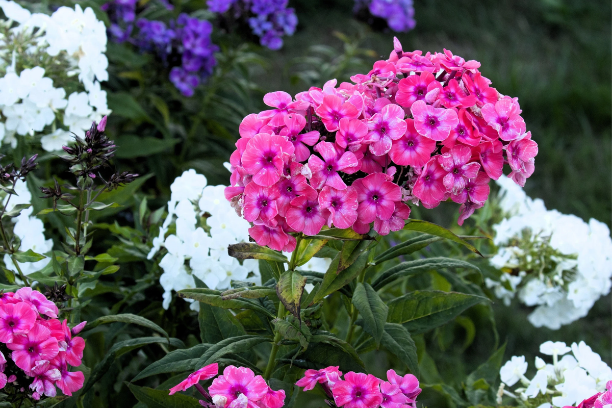 Brilliant Phlox Seeds | Flower Seeds for Borders & Cut Flowers | Vibrant Colors | Phlox paniculata | Free Shipping