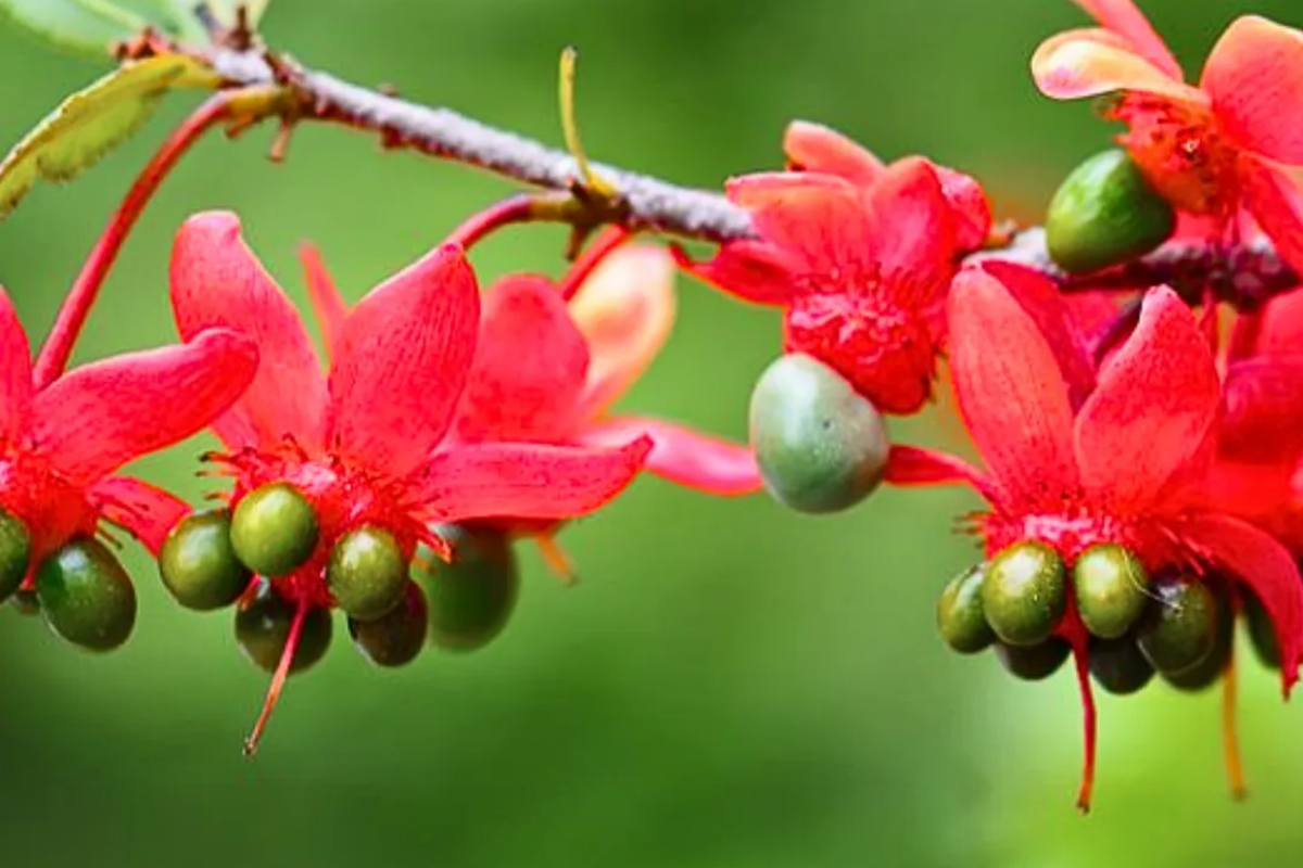 Mickey Mouse Plant Seeds - Ochna Serrulata - Rare Yellow Flowering Bonsai Seeds - Indoor & Outdoor Gardening