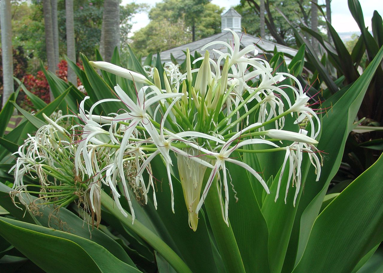 White Spider Crinum Lily Amoenum Live Rooted Starter Plant | Fragrant Giant Flowers | Tropical Bulb Perennial