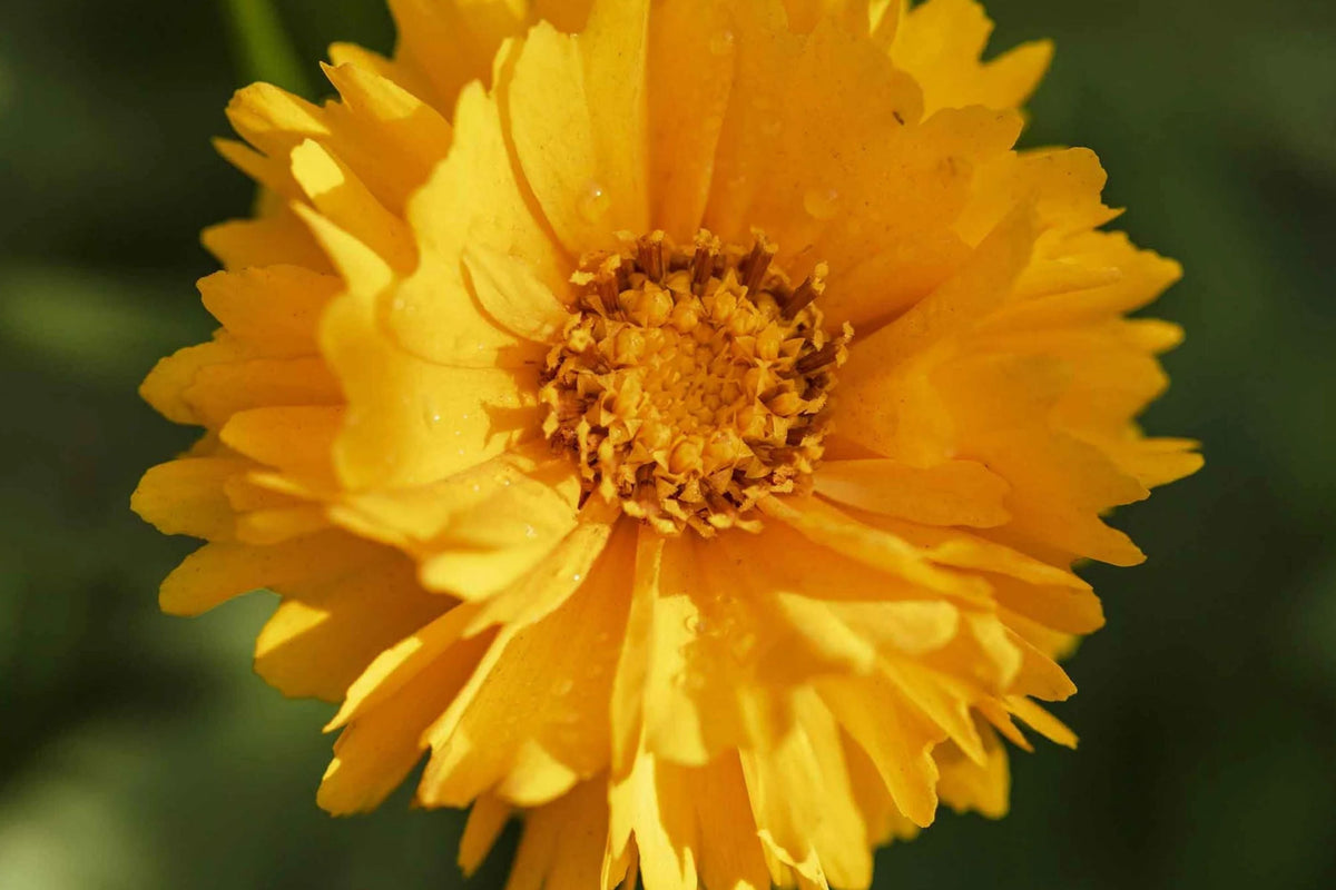 Coreopsis Seeds | Lance Leaf Variety | Non-GMO Wildflower Seeds | Coreopsis lanceolata Perennial Plant Pack