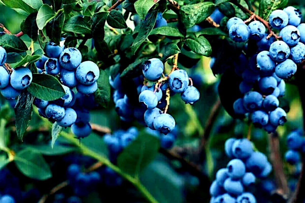 Blueberry Tree Seeds - New Jersey Southern Highbush - Cold Hardy Vaccinium corymbosum Fruit Plant for Garden