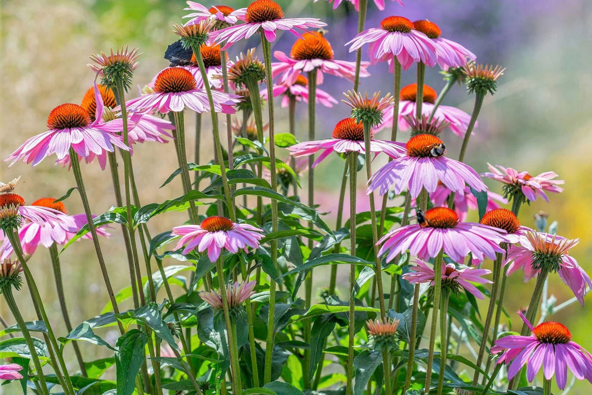 Purple Coneflower Seeds | Non-GMO Echinacea purpurea Flowering Garden Seeds | Attracts Pollinators | Free Shipping