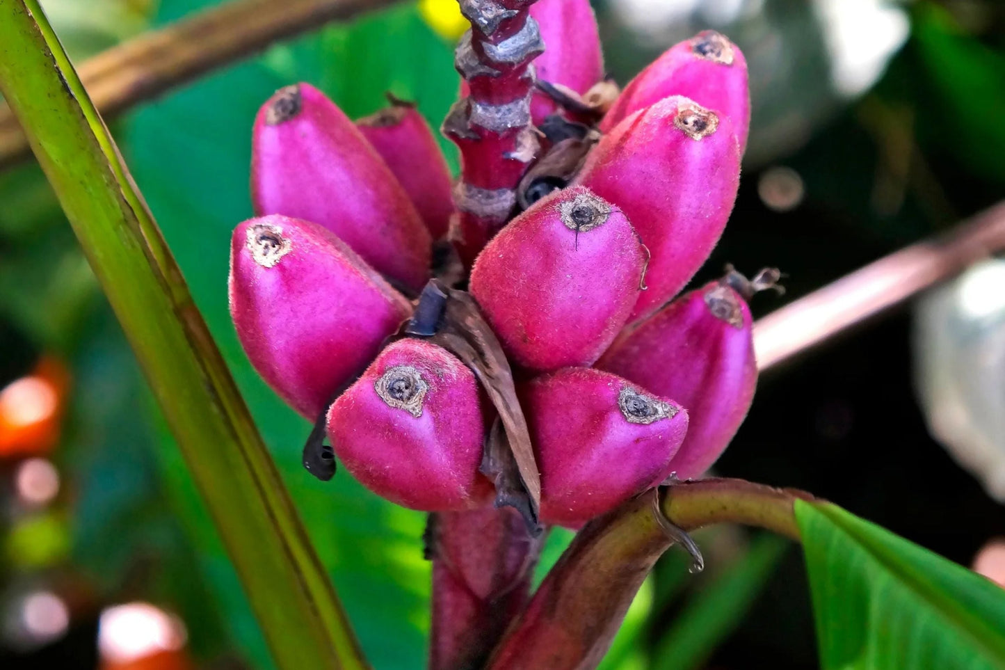 Pink Dwarf Banana Tree Seeds - Musa velutina - Rare, Hardy, Compact Perennial Fruit Plant for Zone 7b Gardening
