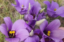 Eustoma exaltatum Seeds, Tularosa Basin Variety, Desert Marsh Gentian Flowering Plant, Native Wildflower Seeds