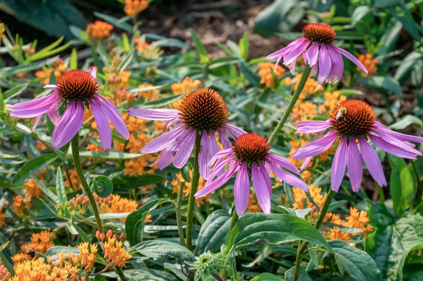 Double Echinacea Coneflower Seeds - 1000+ Perennial Flower Seeds for Garden, Landscape, Pollinator Attractant, Echinacea purpurea