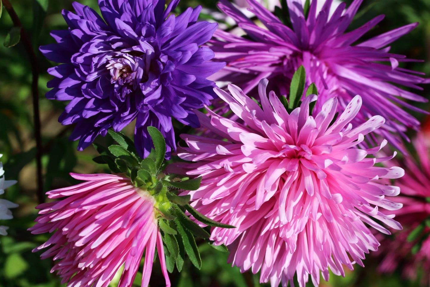Ostrich Feather Aster Seeds | Colorful Blooms | Aster amellus Flower Seeds | Full Sun, Easy to Grow, Butterfly Attracting
