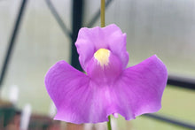 Utricularia longifolia Seeds, Tropical Carnivorous Bladderwort, Aquatic Plant Seeds, Exotic Bog Garden & Aquarium Plant Pack