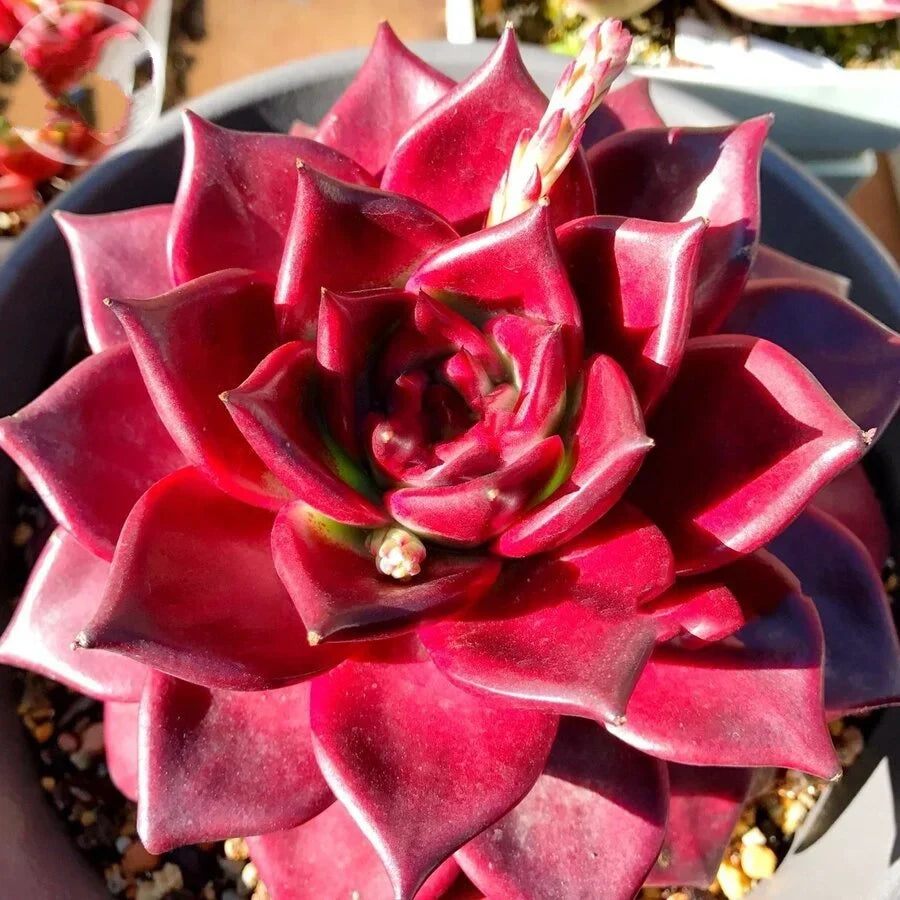 Rare Red Succulent Echeveria Agavoides v. Romeo Rubin 2.5" Bare Root Indoor Plant for Home Decor