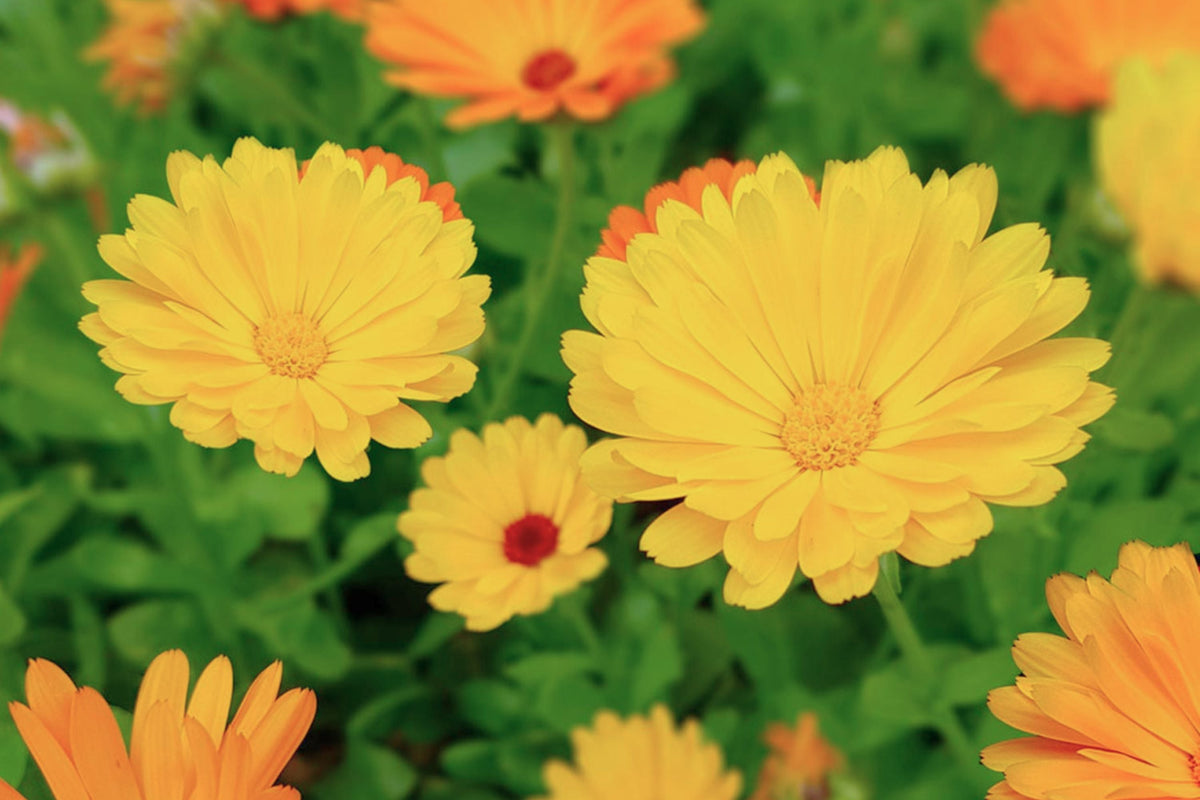 Calendula Flower Seeds Mix | Heirloom Calendula officinalis | Bright Orange & Yellow Blooms | Pacific Beauty Seed Pack