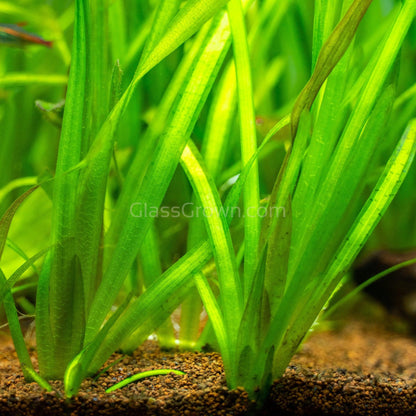 Jungle Vallisneria 3 Pack