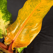 Philodendron Orange Marmalade Indonesian Form