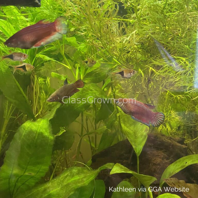 Female Betta Sorority 3 Pack