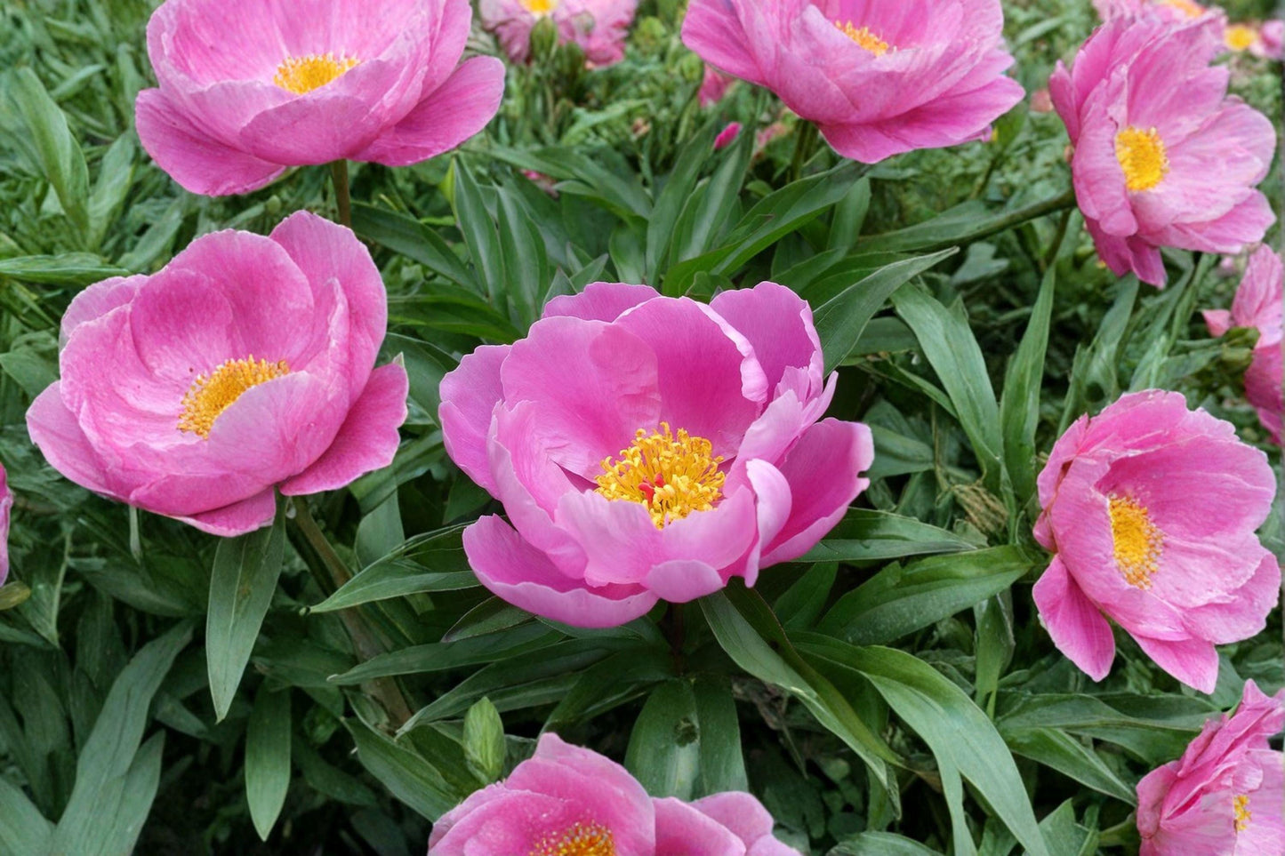 Chinese Peony Seeds – Paeonia lactiflora Herbaceous Perennial Flower, Garden Peony, Fragrant Blooms, Full Sun, Well-Drained Soil
