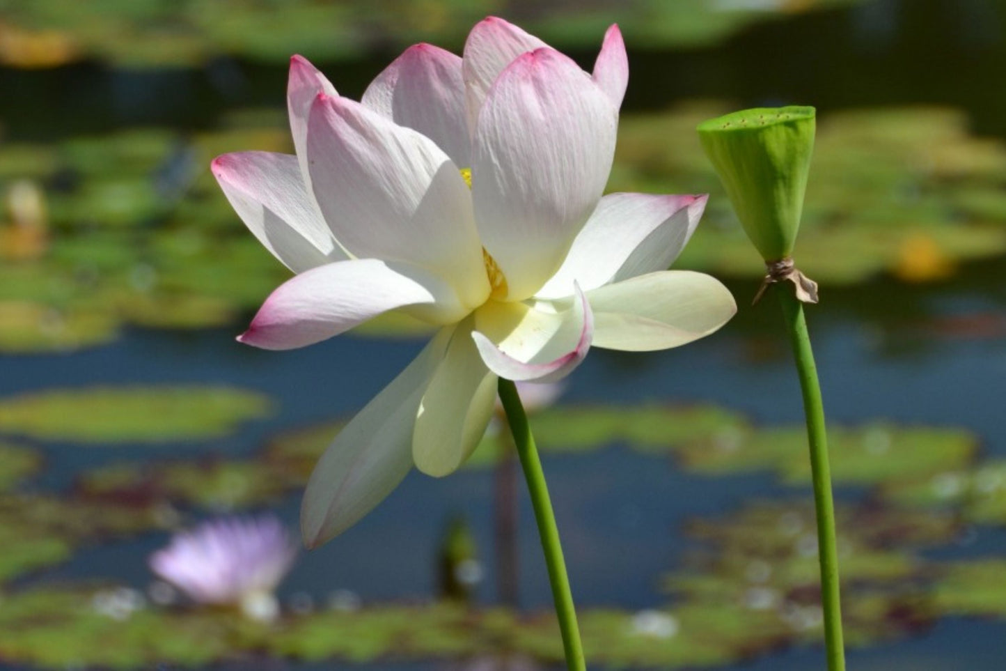 Sacred Lotus Flower Seeds - Edible Aquatic Water Lily - Nelumbo nucifera - Organic Pond Water Garden Seeds