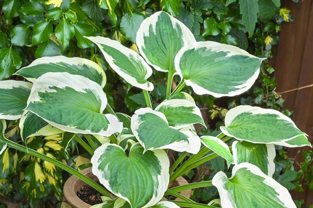 Hosta Seeds for Planting - 200+ Perennial Garden Seeds - Attracts Pollinators - Hosta spp.