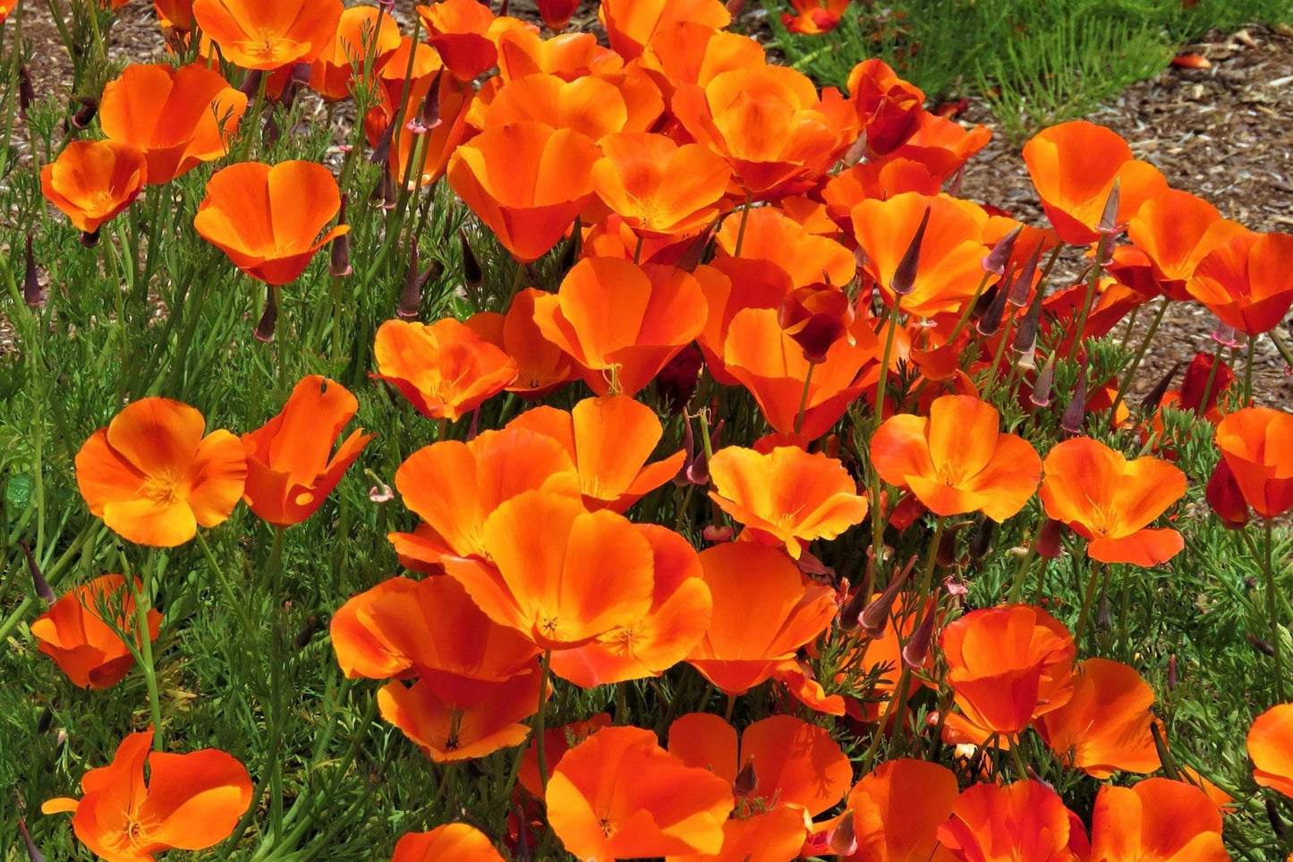California Poppy Seeds - Orange Flower, Non-GMO, Eschscholzia californica, Garden Seeds for Wildflower & Pollinator Gardens