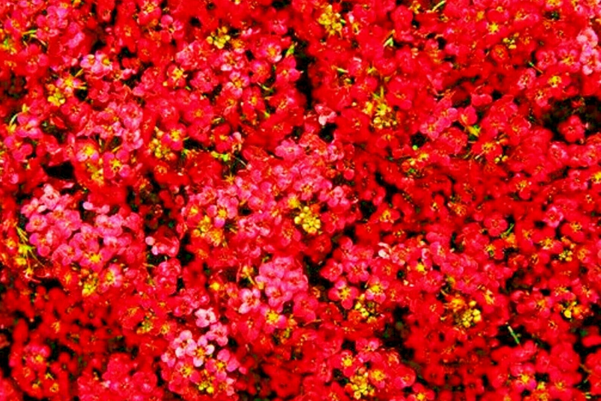 Teal Alyssum Seeds | Carpet Flower | Fragrant Brassicaceae | Lobularia maritima, Low-Growing, Drought-Resistant