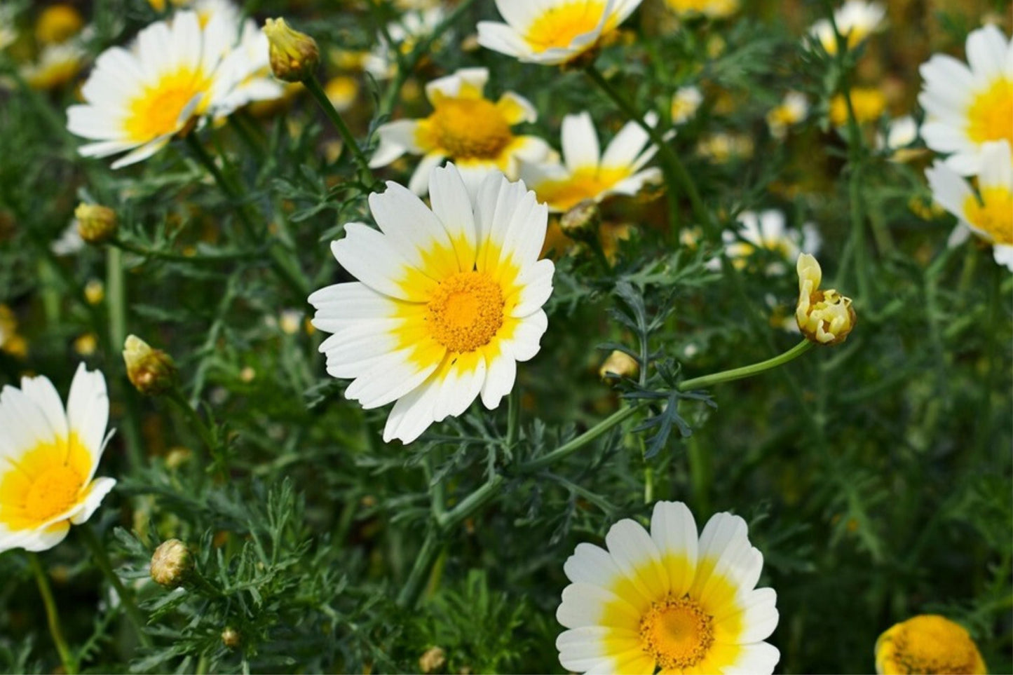 Shungiku Seeds - Non-GMO Garland Chrysanthemum Edible Flowers Mix - Chrysanthemum coronarium, 3 Color Varieties