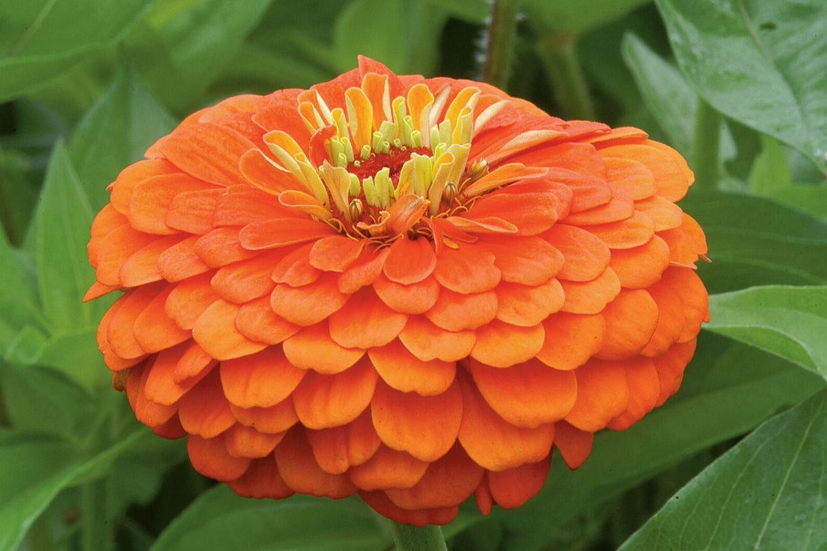 Zinnia Seeds - Giant Orange King Variety - 5-Inch Bright Orange Flowers - Zinnia elegans for Garden Borders & Cut Flowers