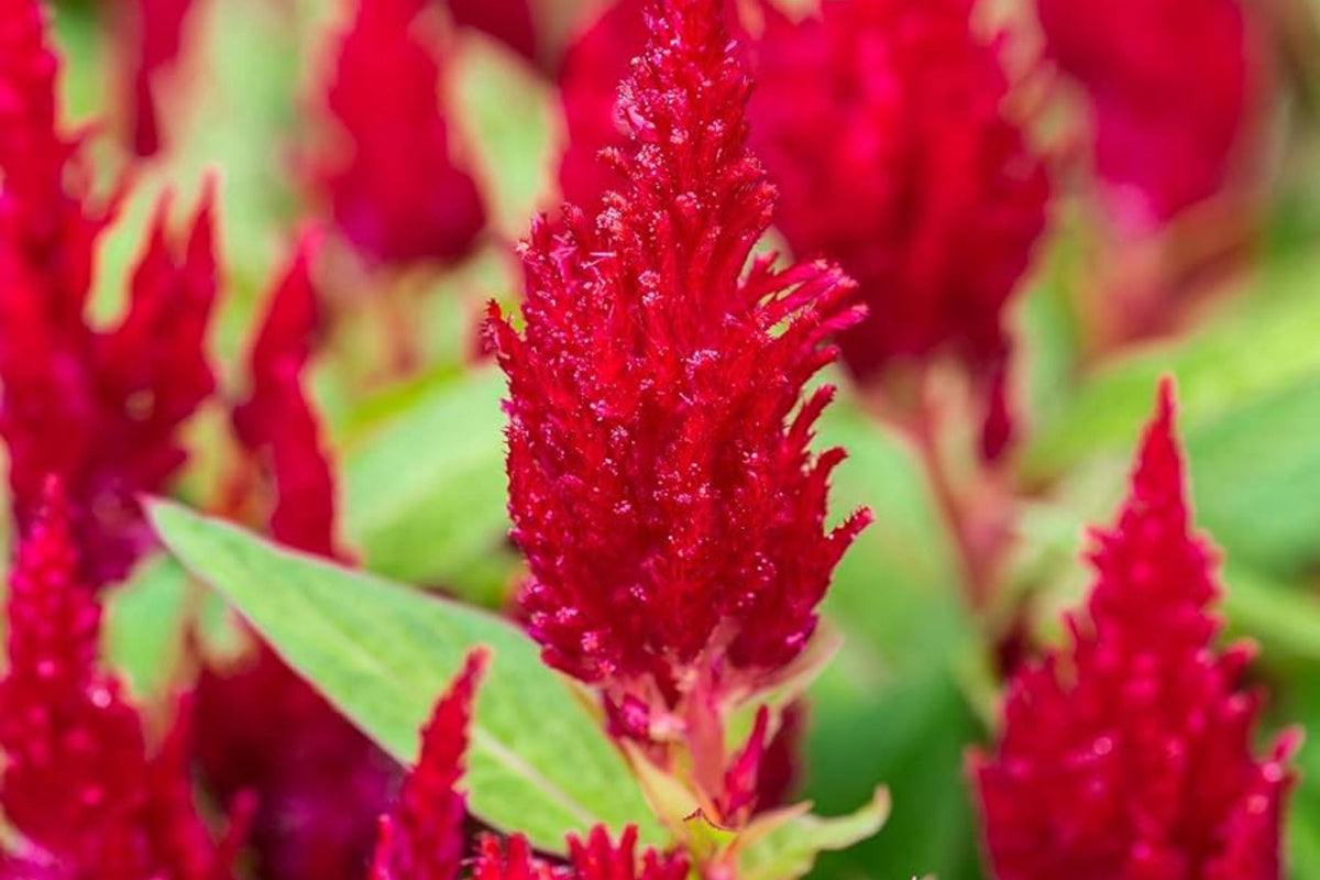 Scarlet Plume Celosia Seeds | Non-GMO Flower Seeds | Vibrant Red Blooms | Celosia argentea, Annual