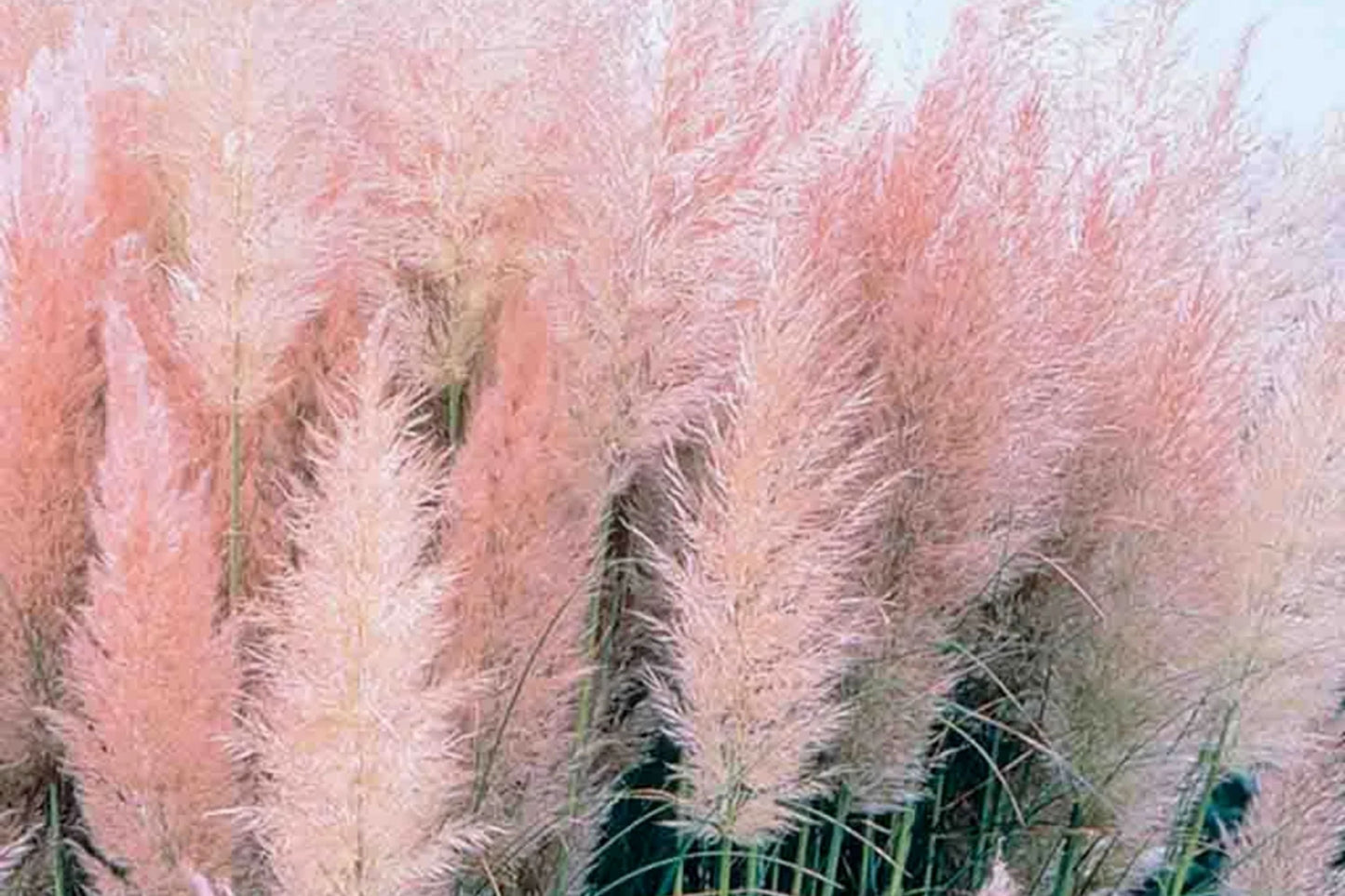 Pink Pampas Grass Seeds, Ornamental Grass, Cortaderia selloana, Clumping, 10,000+ Seeds for Landscaping & Garden