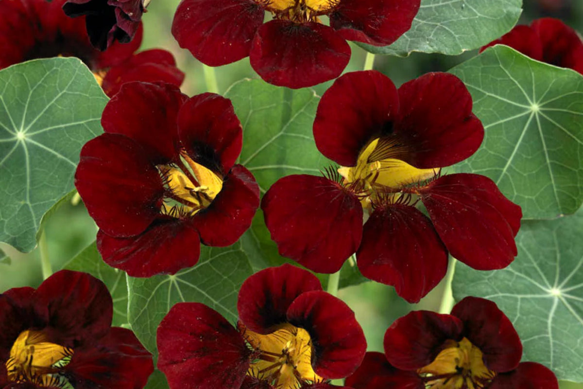 Black Velvet Nasturtium Seeds - Heirloom Non-GMO Packets - Tropaeolum majus for Gardens & Containers