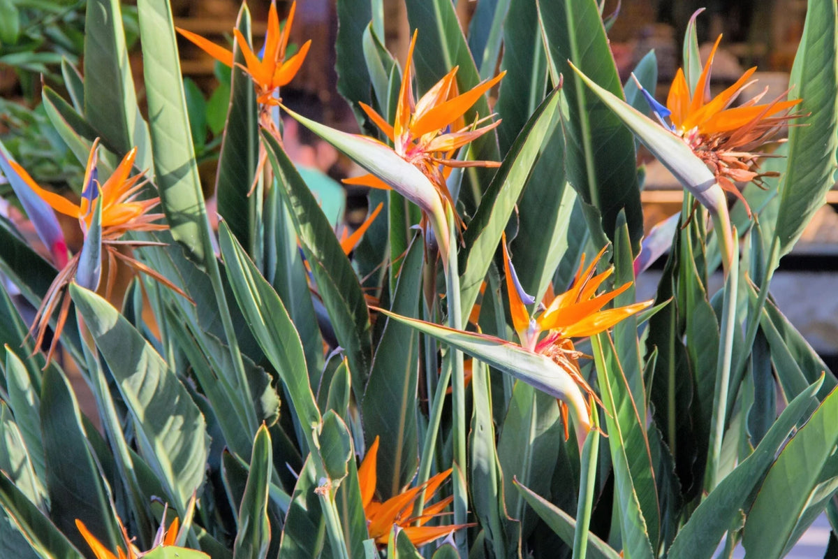 Birds of Paradise Seeds 15 Pack - Strelitzia Reginae Orange & Blue Flower Seeds for Tropical Garden, Full Sun, Easy to Grow