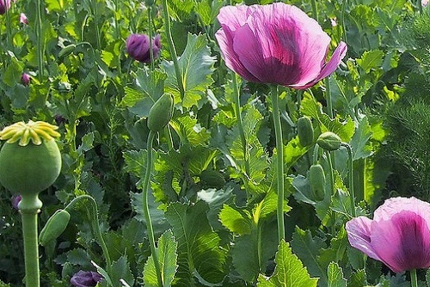 Organic Papaver Somniferum Poppy Seeds – 20,000 Seeds for Planting, Opium Poppy, Ornamental Garden, Floral Arrangement