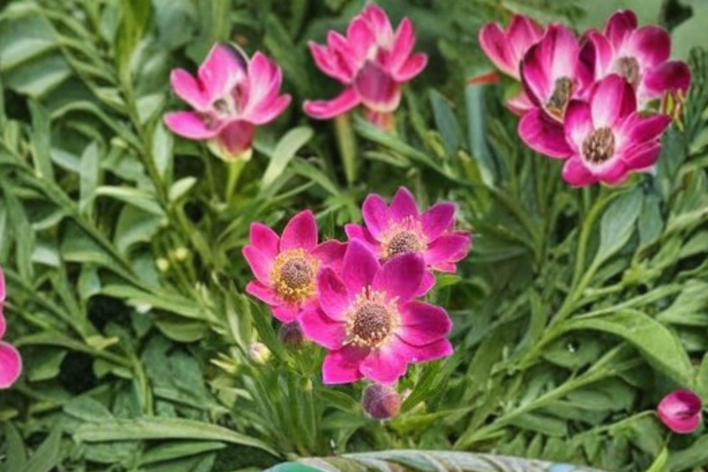 100 Seeds Anemone multifida Windflower Perennial for Gardens & Meadows, Native North American Plant