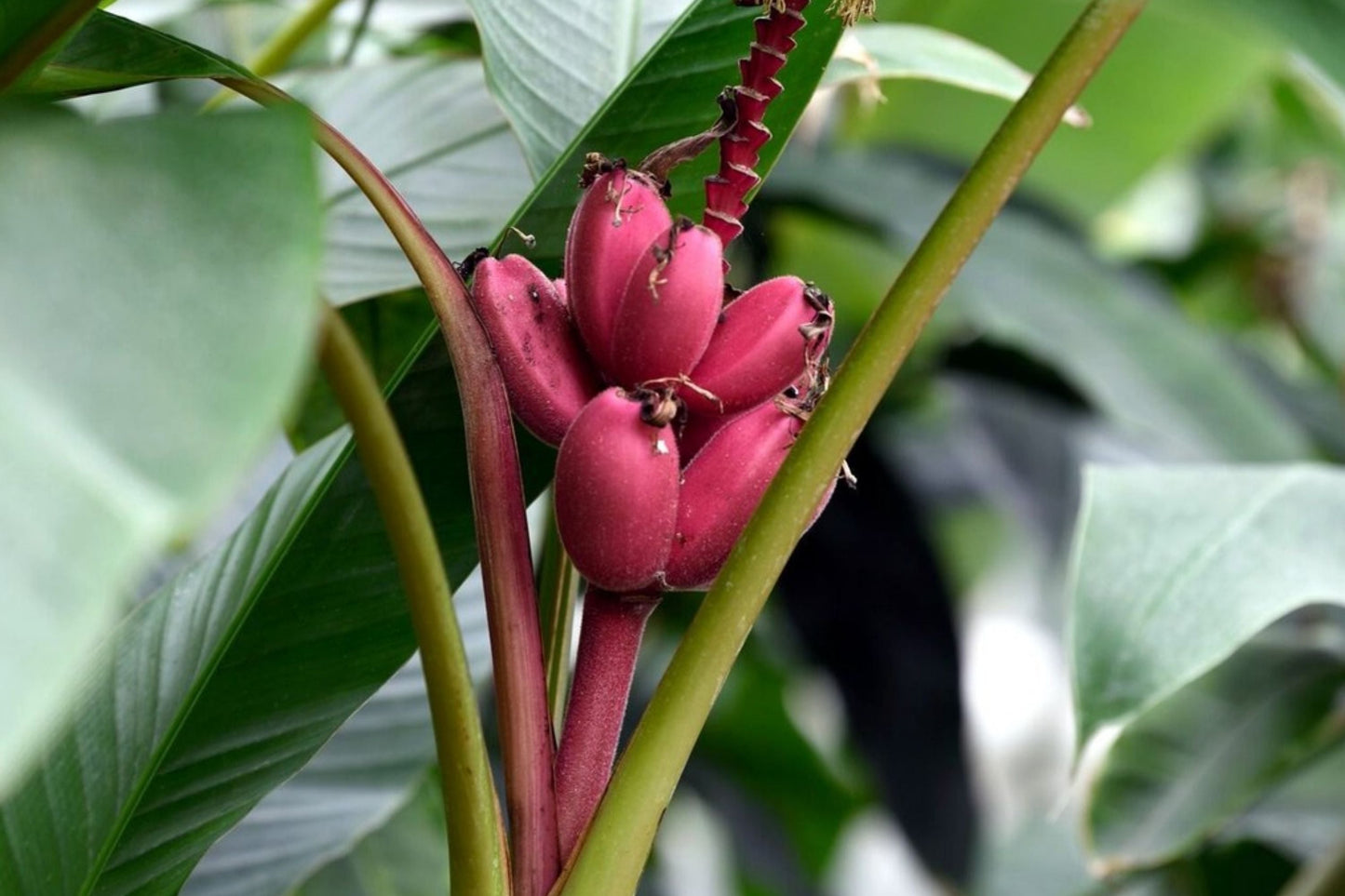 Pink Dwarf Banana Tree Seeds, Musa velutina, Rare Pink Fruit, Fast Growing, Hardy Zone 7b, Exotic Garden Plant, 20 Seeds