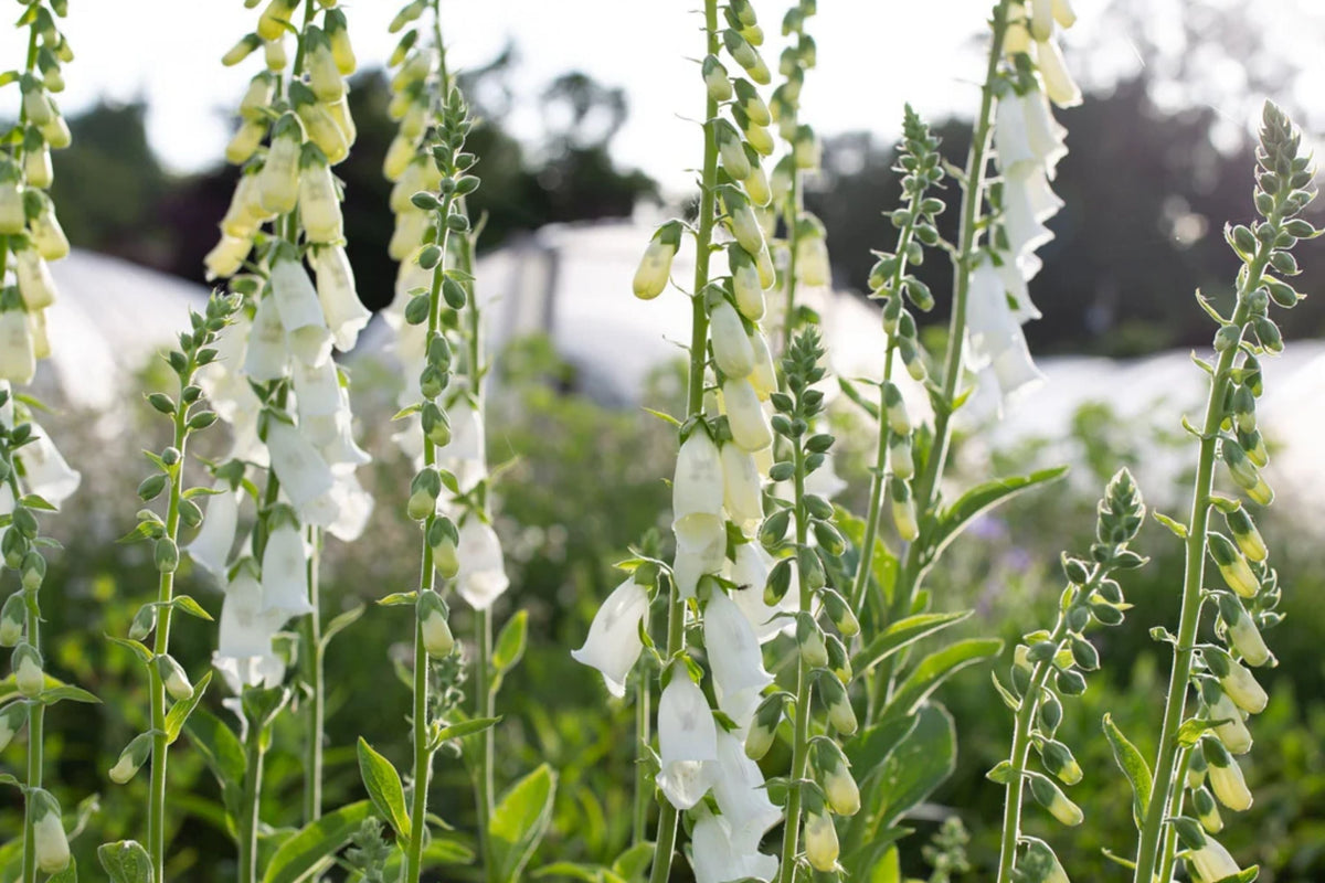 Alba Foxglove Seeds - Digitalis purpurea - Non-GMO Flowering Plant Seeds for Garden, Attracts Pollinators, White Flowers, Easy to Grow