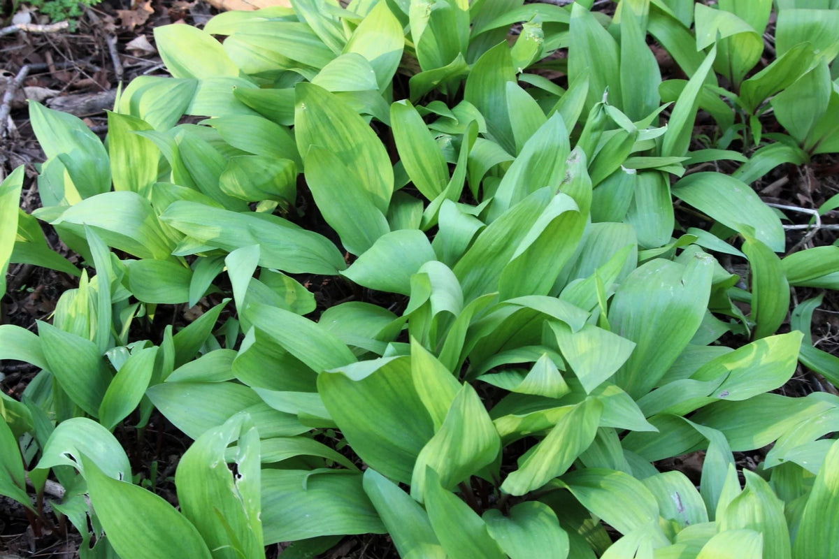 Wild Ramps Seeds - Allium tricoccum - Wild Garlic & Leek, Perennial Herb, Organic, Non-GMO, Woodland Garden Plant, 100 Seeds