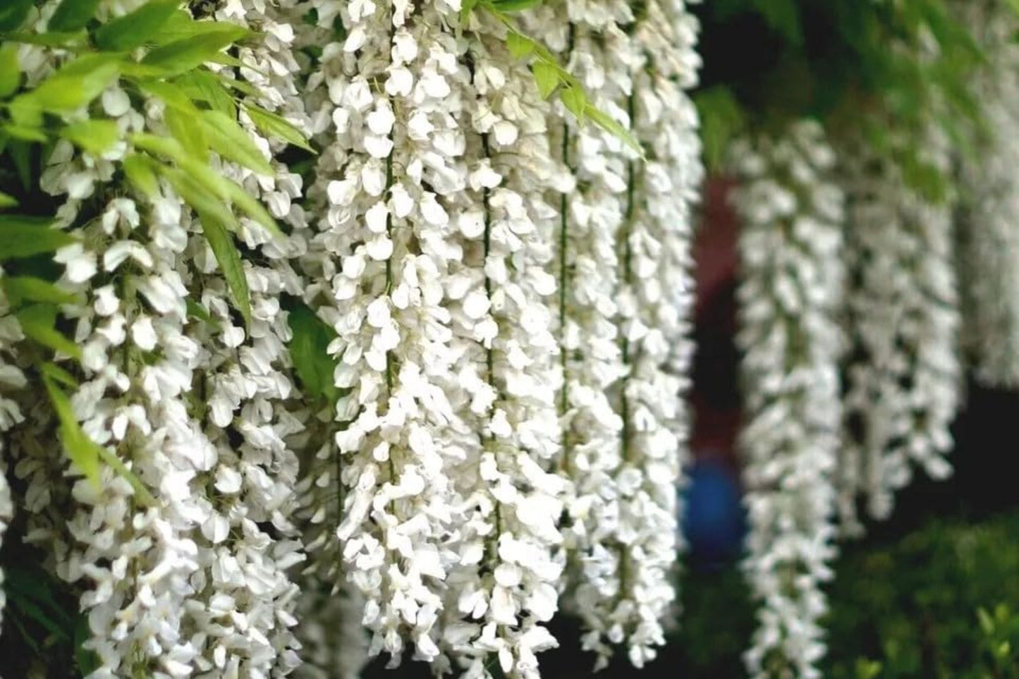 White Wisteria Seeds - Floribunda Alba Climbing Flower Vine for Garden, Landscape & Vertical Gardens - Wisteria floribunda Alba