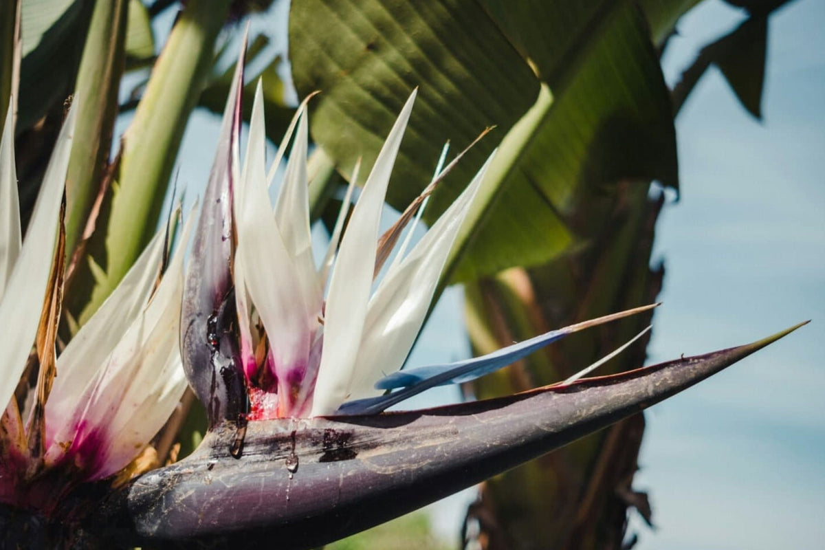 Giant White Bird of Paradise Seeds - Strelitzia nicolai Tropical Plant for Landscaping & Gardening