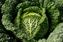 Savoy Cabbage Seeds - 400+ Non-GMO Heirloom Fresh Garden Seeds - Brassica oleracea
