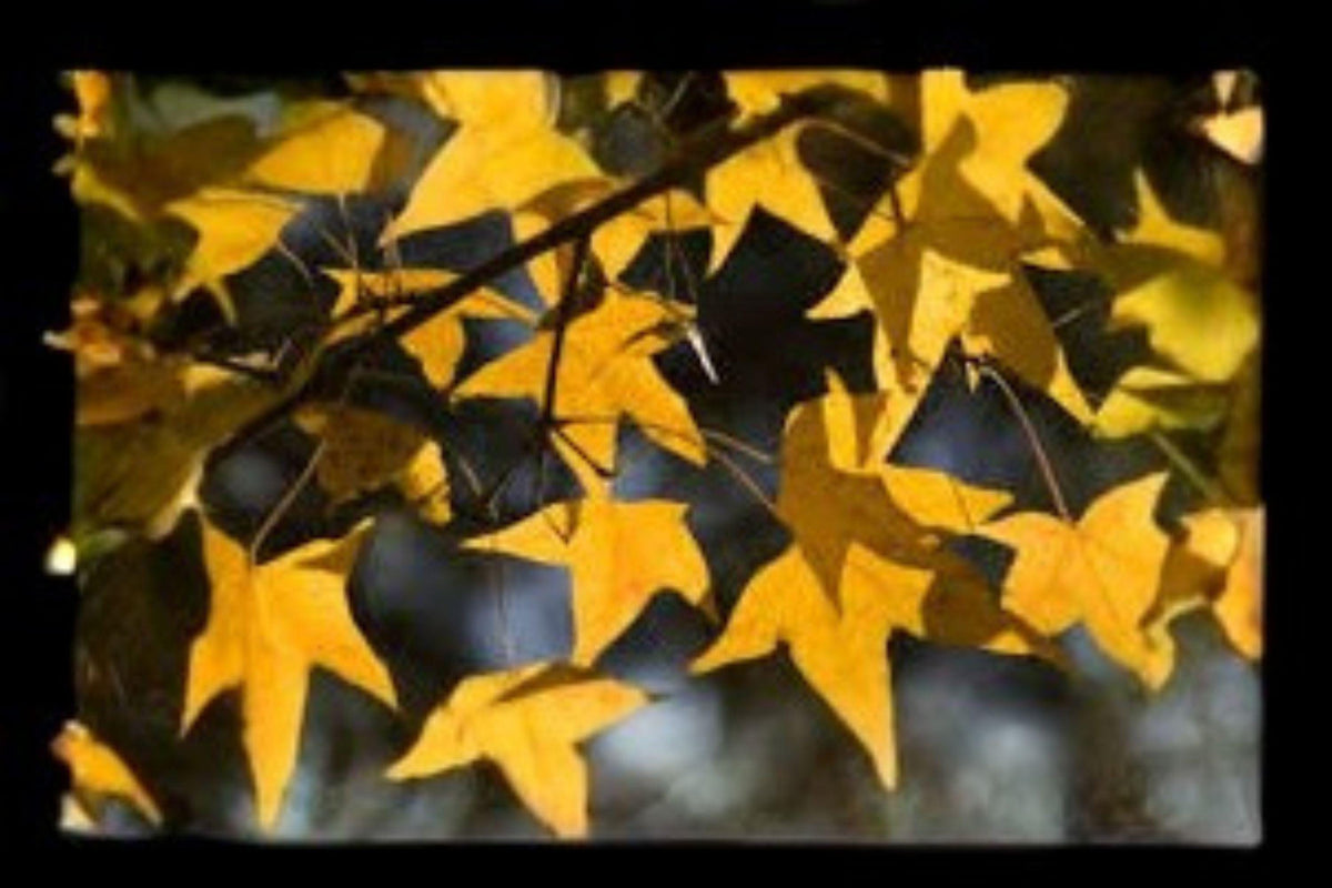 Acer Mono Tree Seeds – Painted Maple, Brilliant Fall Foliage, Ornamental Deciduous Tree, Bonsai, East Asia