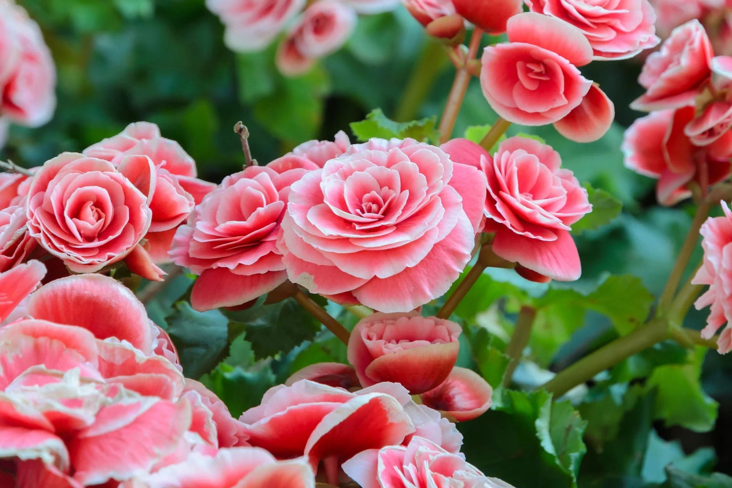 Berry Flame Begonia Seeds - Non-GMO Flower Seeds for Bright Red and Orange Blooms - Begonia x tuberhybrida, 45/125 Pack