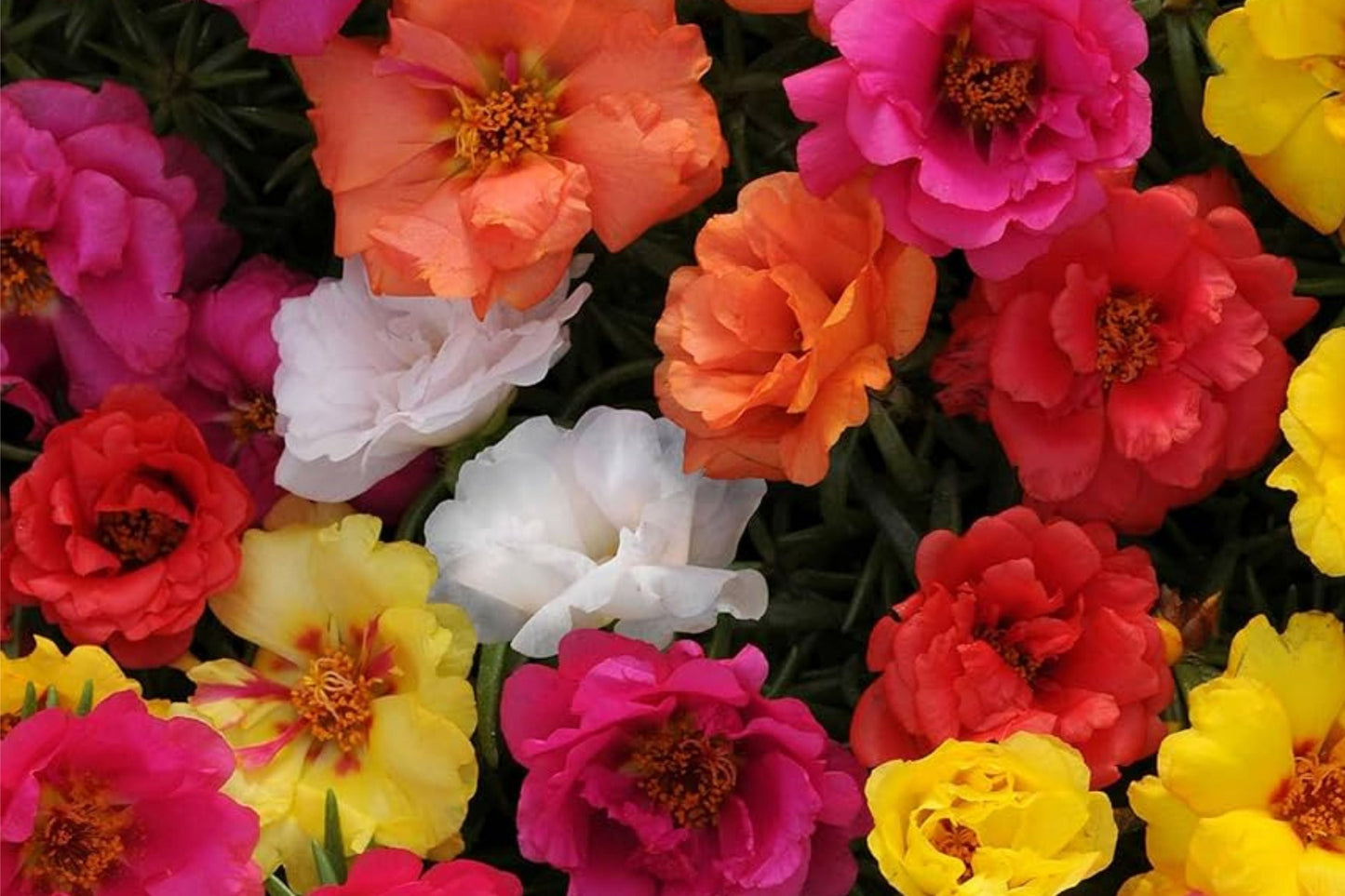 Bulk Moss Rose Seeds Pack - Portulaca grandiflora Annual Ground Cover Seeds for Sunny Gardens