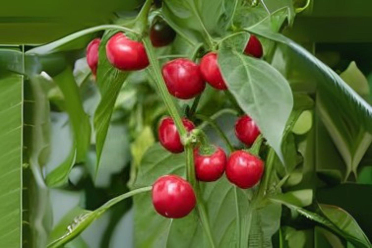 Red Cherry Sweet Pepper Seeds – Heirloom Capsicum annuum, Cherry-Shaped, Sweet & Mild Flavor, Compact Annual Vegetable Seeds