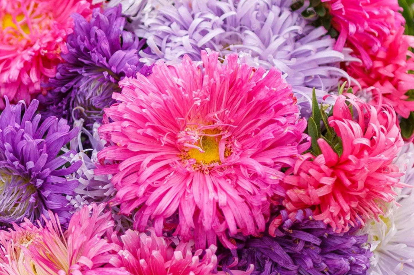 Giant California Aster Seeds | Non-GMO Aster chilensis Flower Seeds | Vibrant Purple & Blue Blooms, Garden Planting Supplies